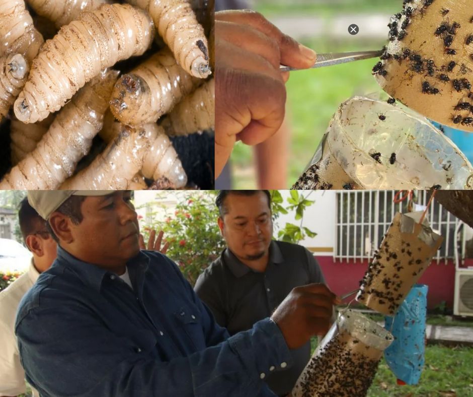 Chiapas enfrenta al gusano barrenador con ingenio: Crean trampa artesanal para frenar la plaga