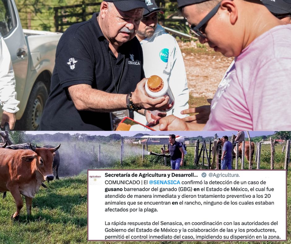 Alerta sanitaria en el Edomex por detección de gusano barrenador en ganado caprino