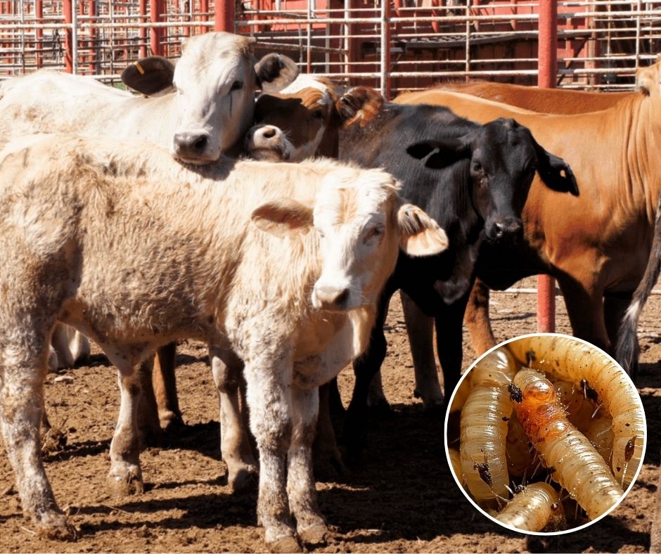 Operativo binacional refuerza contención del gusano barrenador con vigilancia intensiva y dispersión masiva