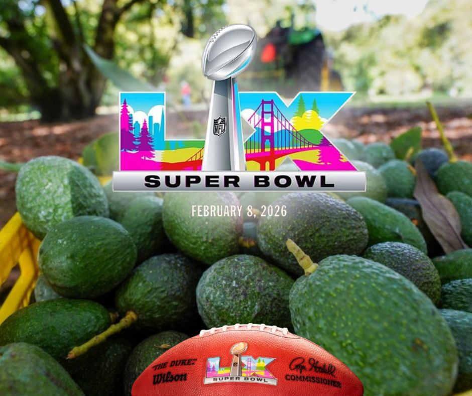 Aguacate mexicano bajo presión: Comerciantes piden frenar extorsiones en plena temporada clave