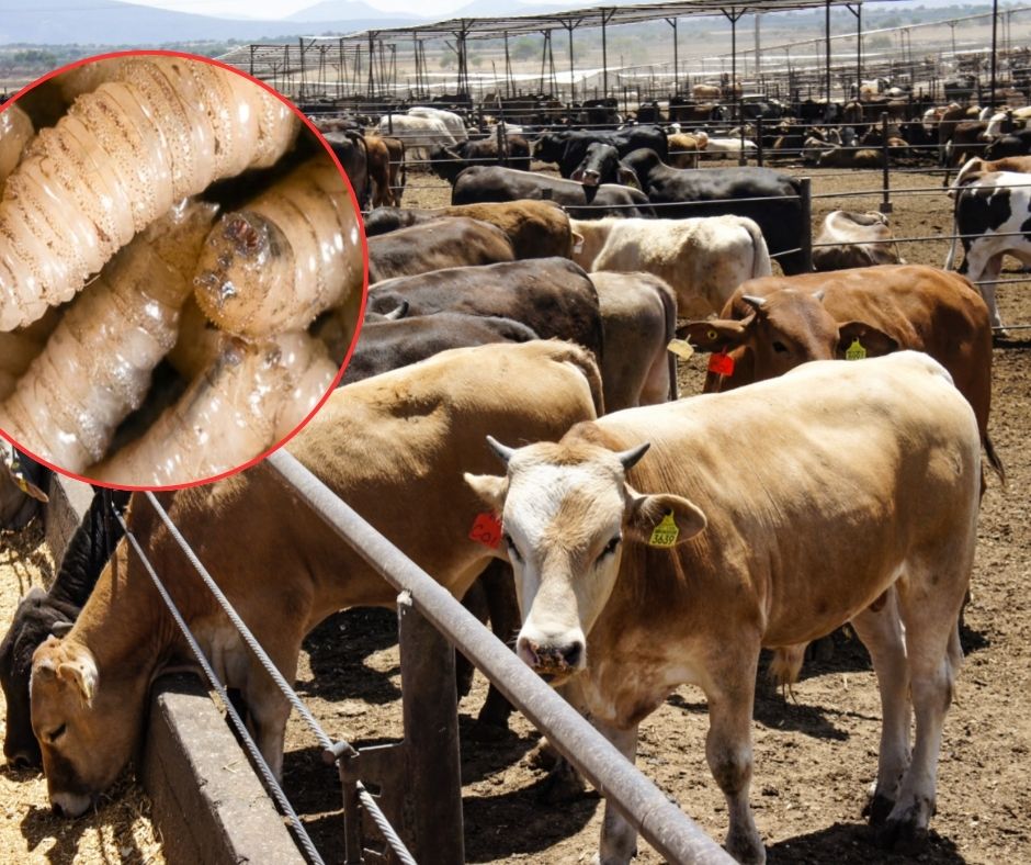 Gusano barrenador suma 703 casos activos en México: Oaxaca y Chiapas concentran más contagios